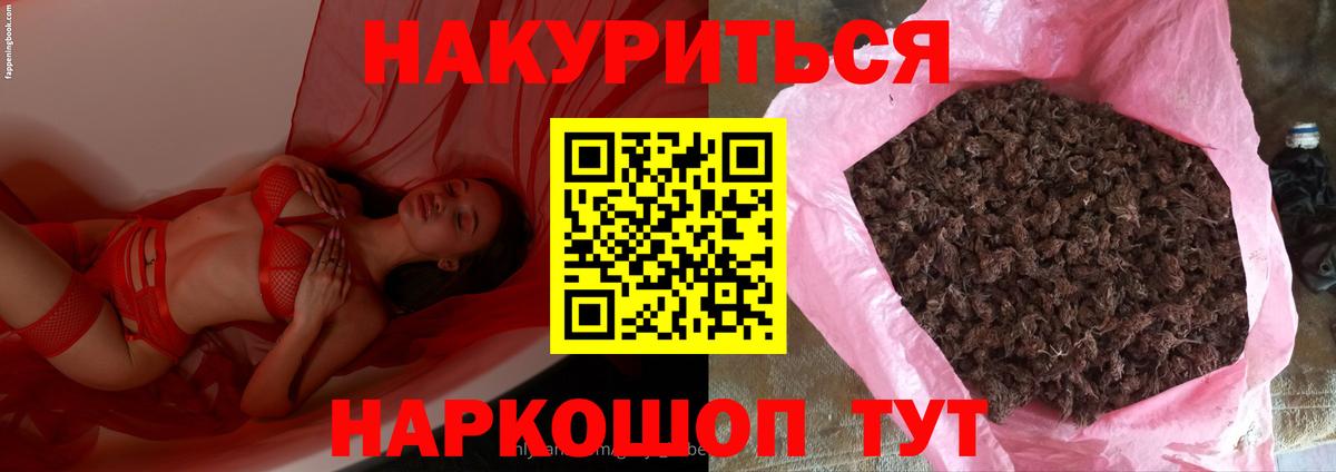 Марихуана сатива Кисловодск